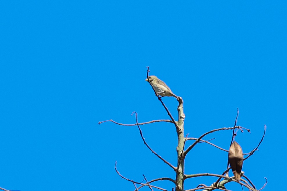 Schmuckspelzer - ML644695089