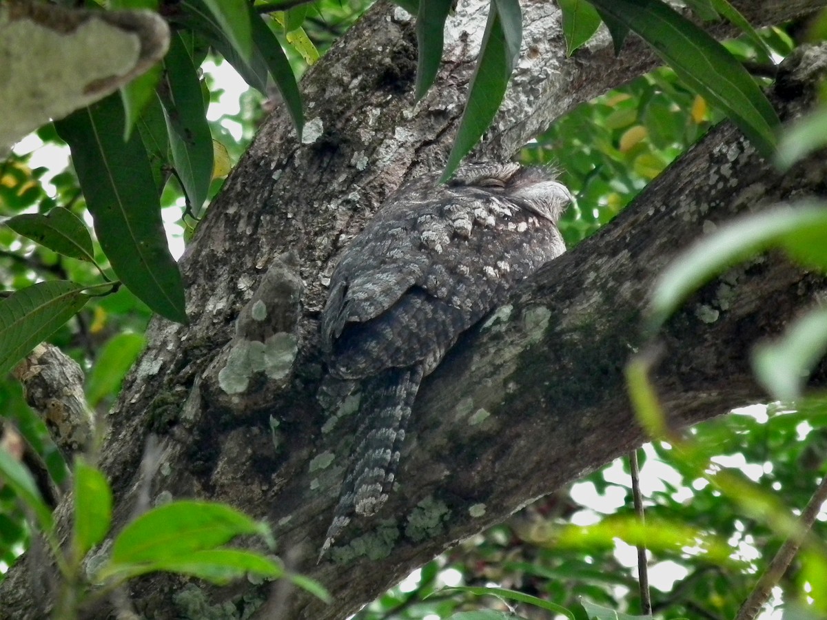 Papuan Frogmouth - ML644695090