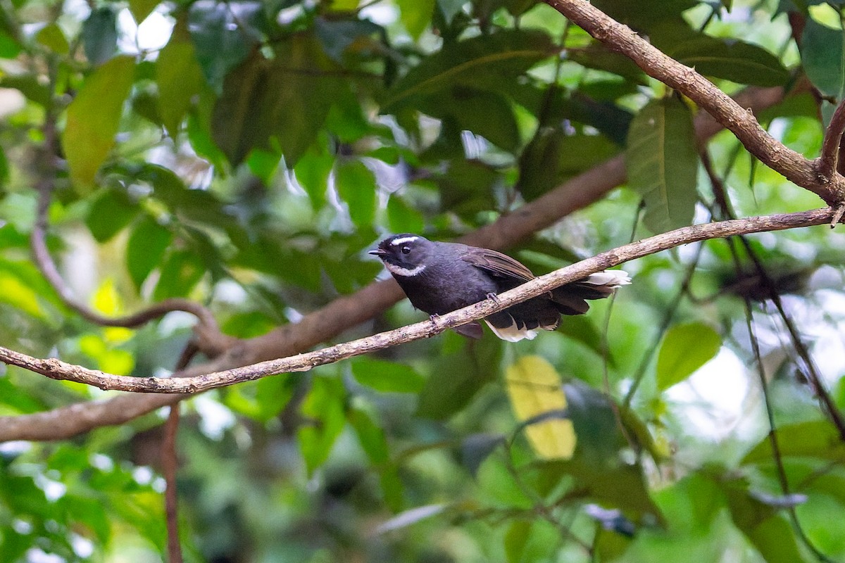 White-throated Fantail - ML644695091