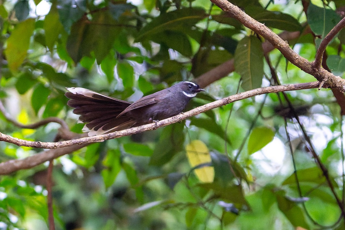 White-throated Fantail - ML644695092