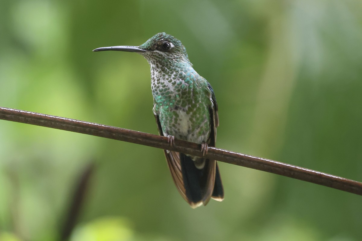 Green-crowned Brilliant - ML644695096