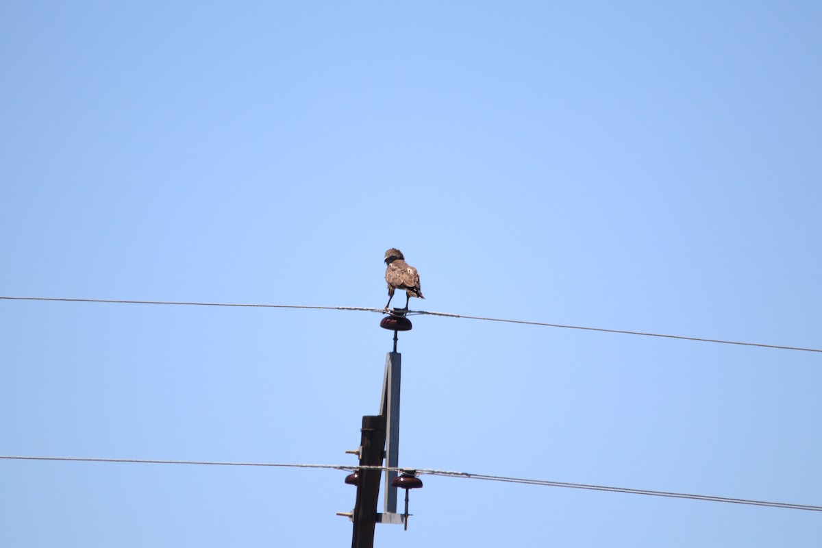 Brown Snake-Eagle - ML644695100