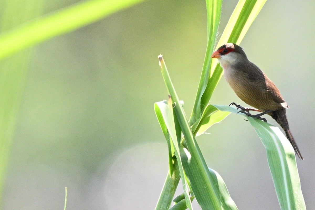 Common Waxbill - ML644695103