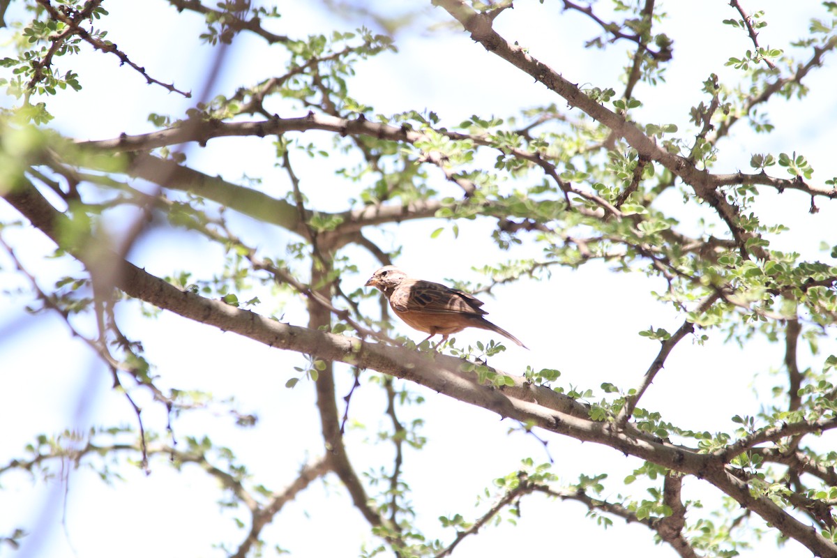 Cinnamon-breasted Bunting - ML644695105