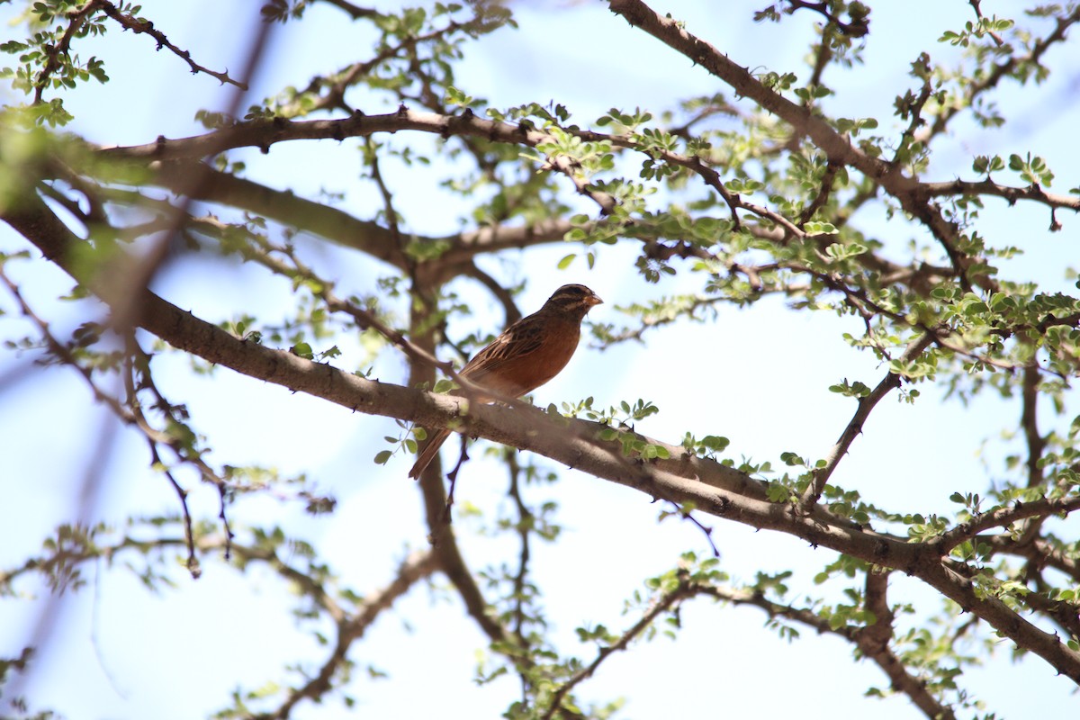 Cinnamon-breasted Bunting - ML644695106