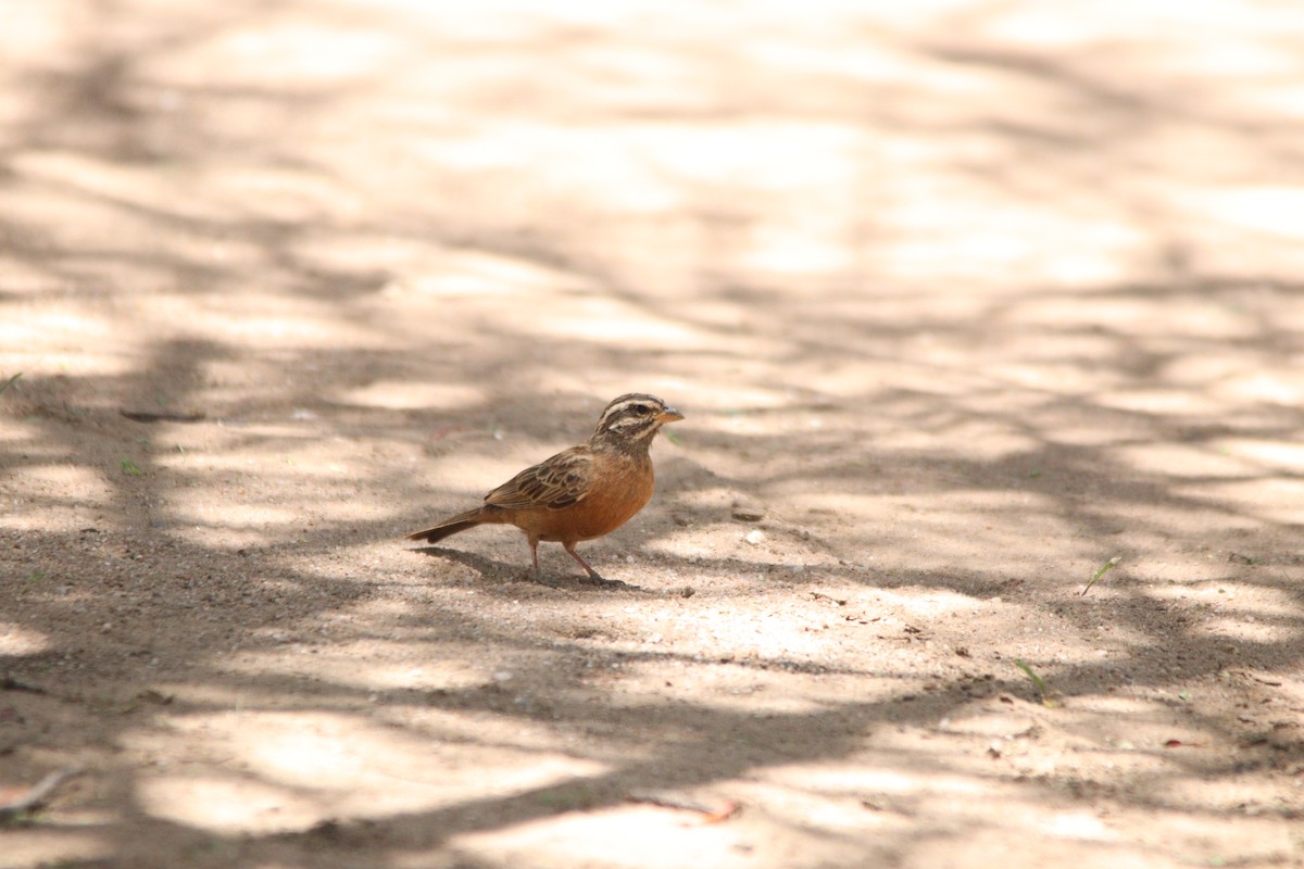 Cinnamon-breasted Bunting - ML644695107