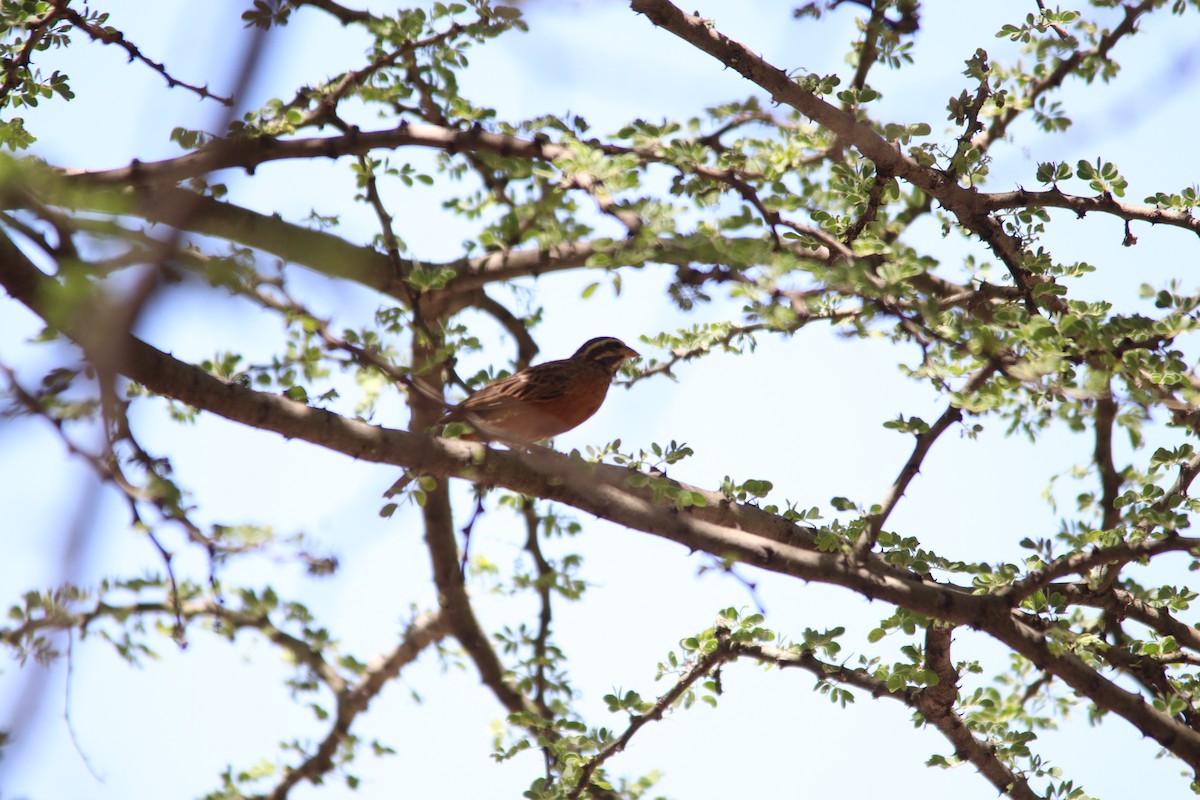 Cinnamon-breasted Bunting - ML644695108