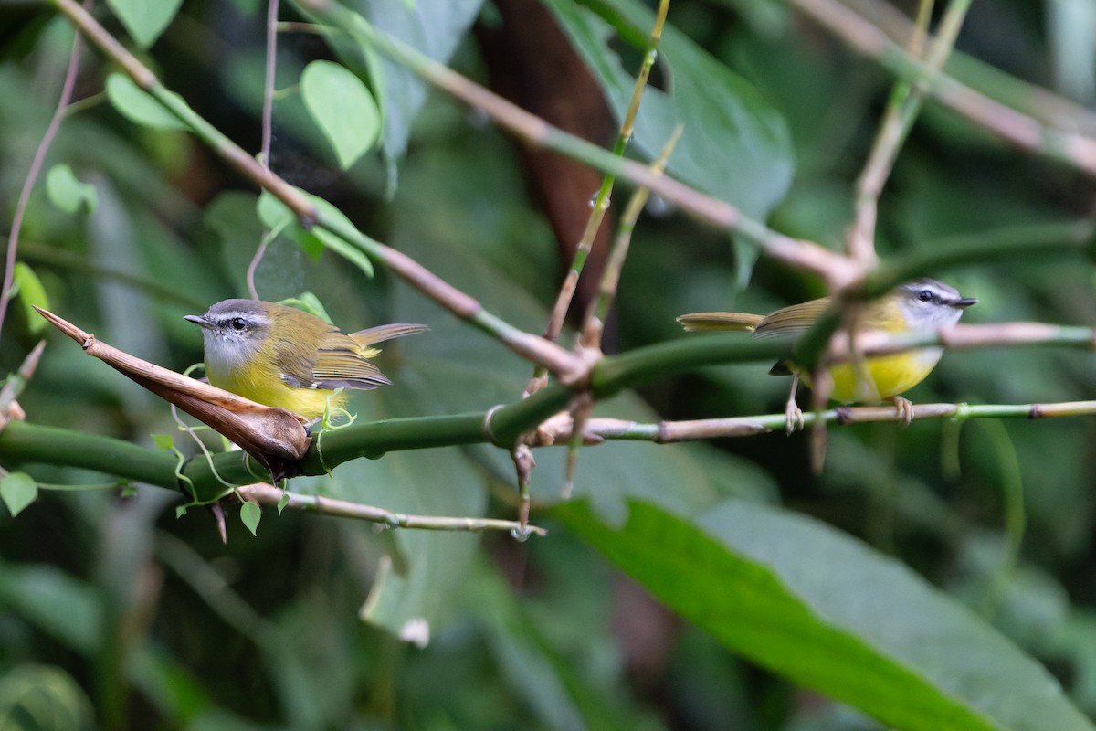 hvitbrynsanger - ML644695115