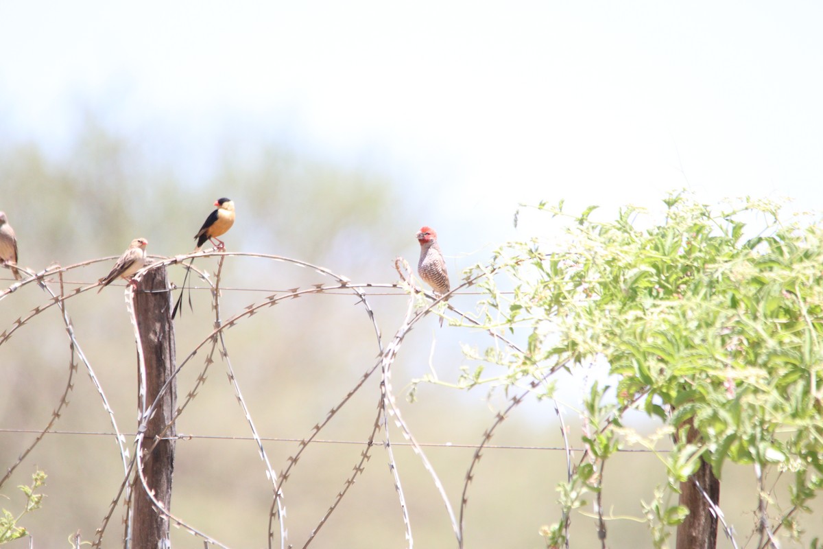 Shaft-tailed Whydah - ML644695117
