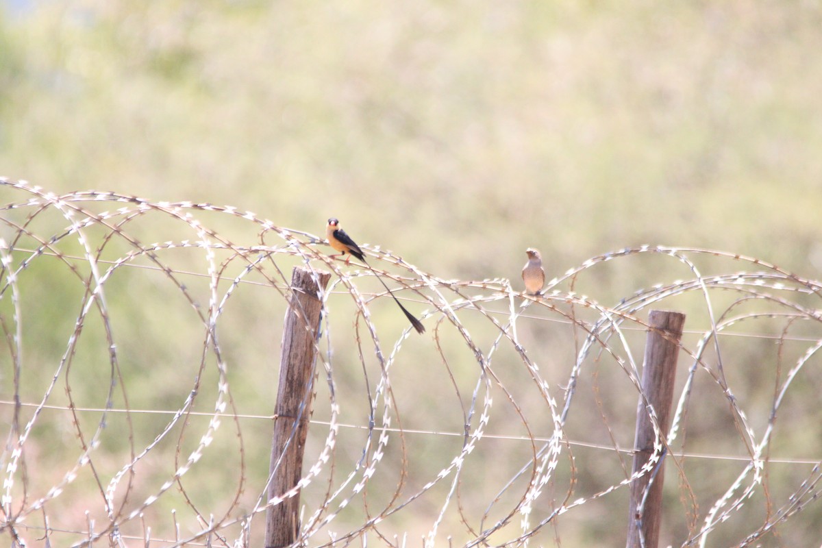 Shaft-tailed Whydah - ML644695118