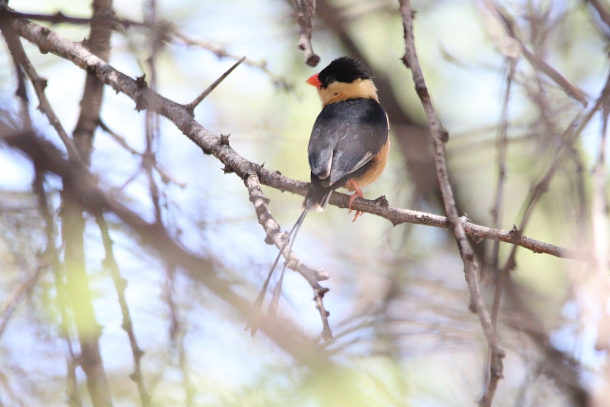 Shaft-tailed Whydah - ML644695119