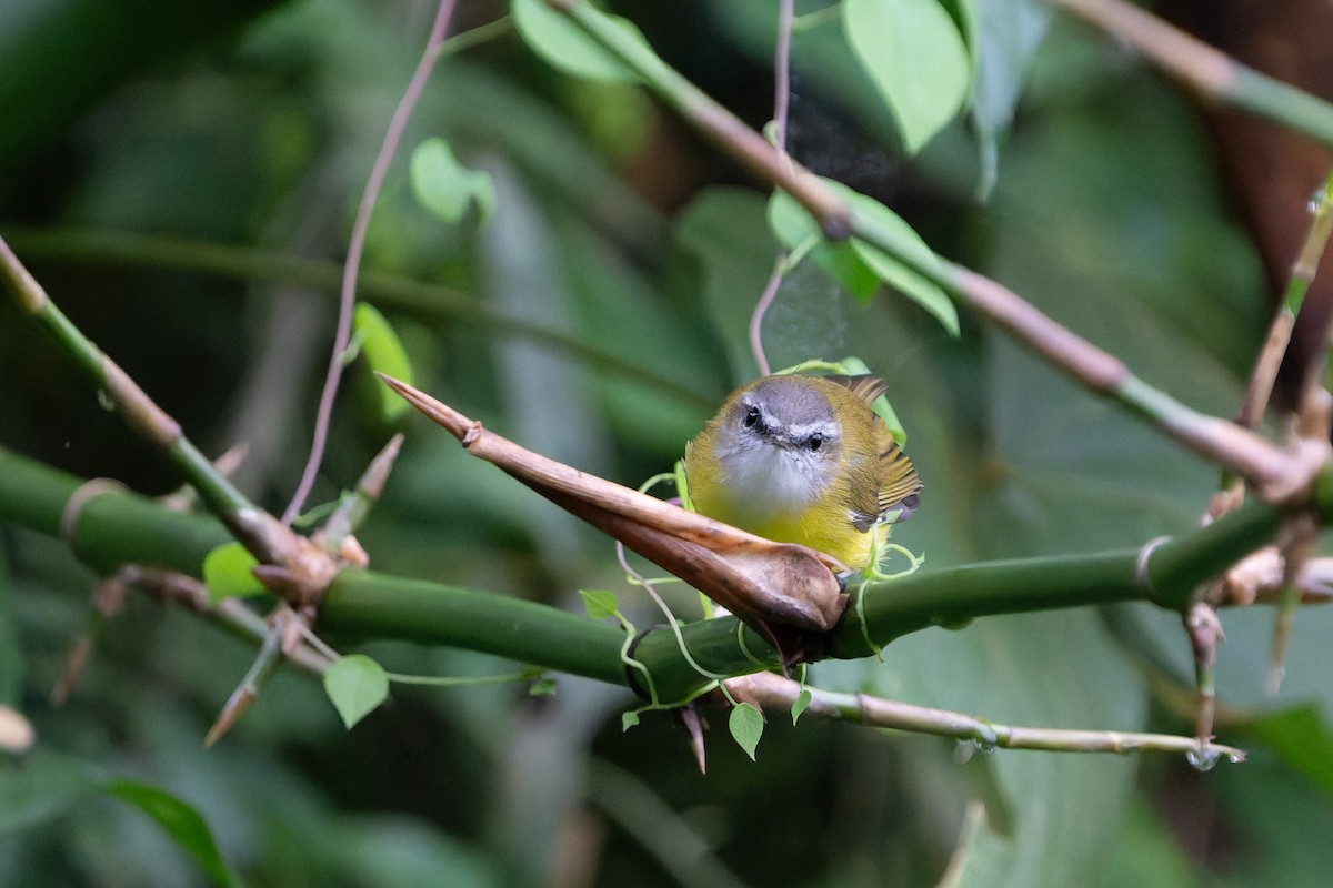 hvitbrynsanger - ML644695127