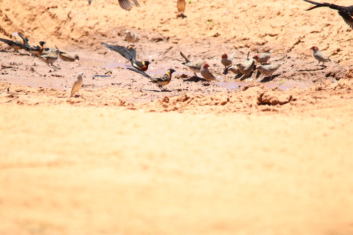 Вдовичка райська - ML644695131