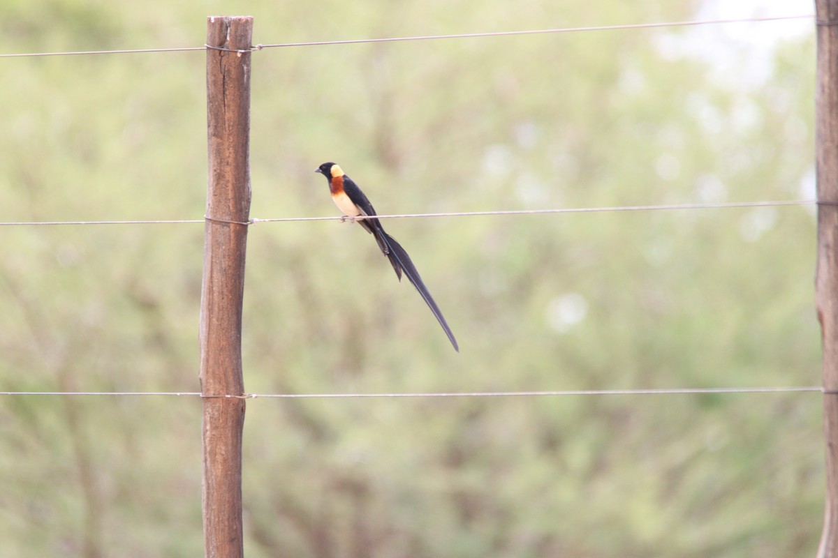 Вдовичка райська - ML644695133