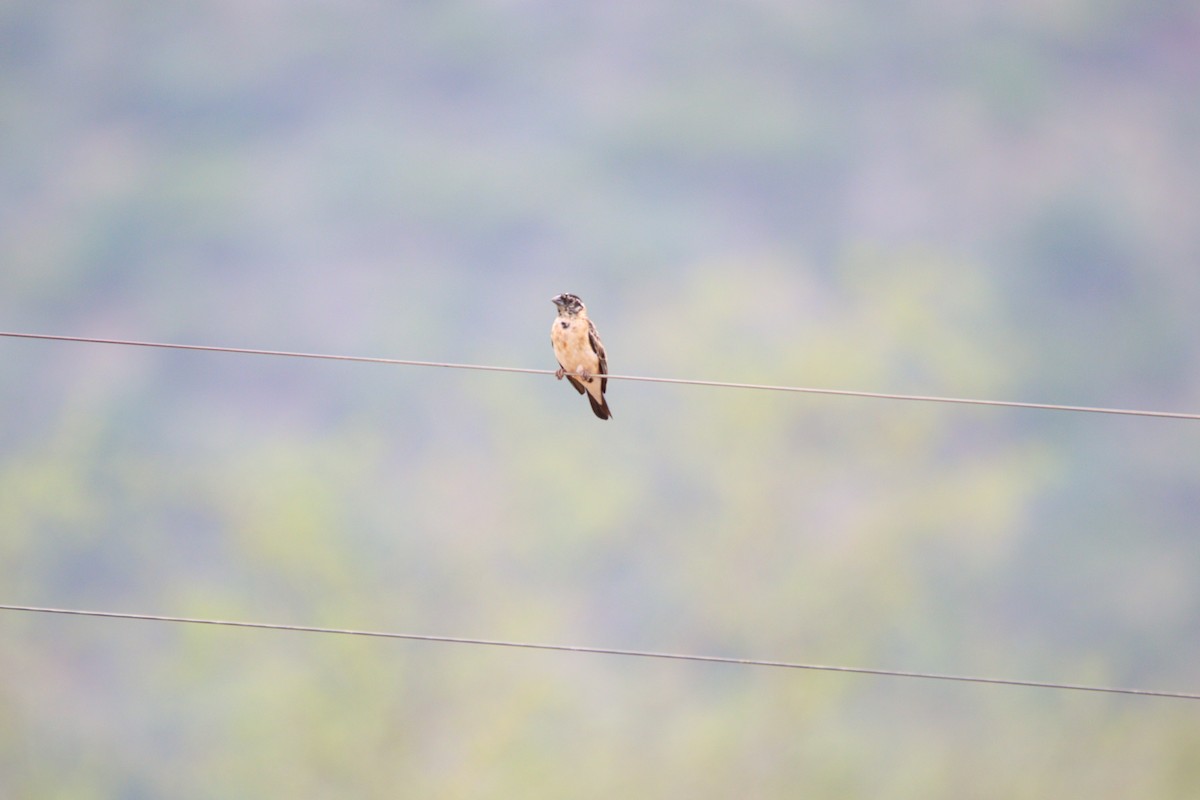 Вдовичка райська - ML644695134