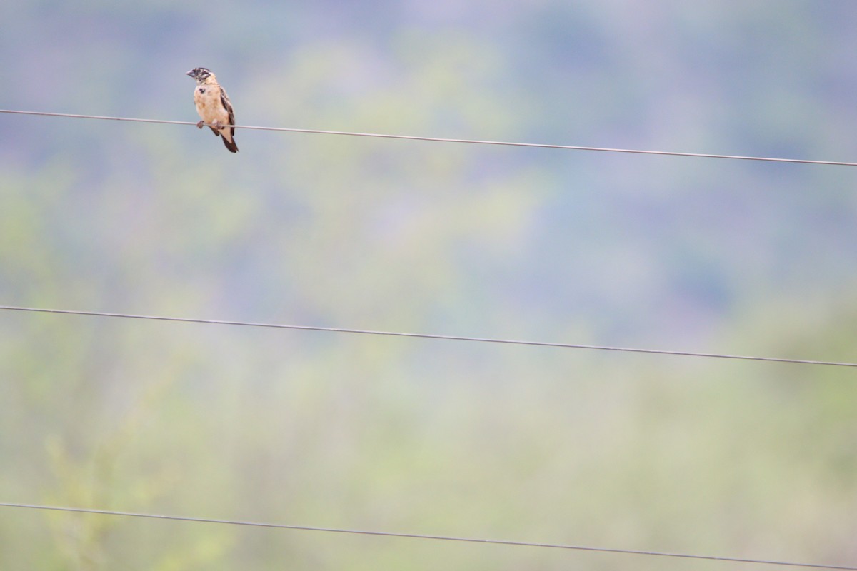 Вдовичка райська - ML644695135