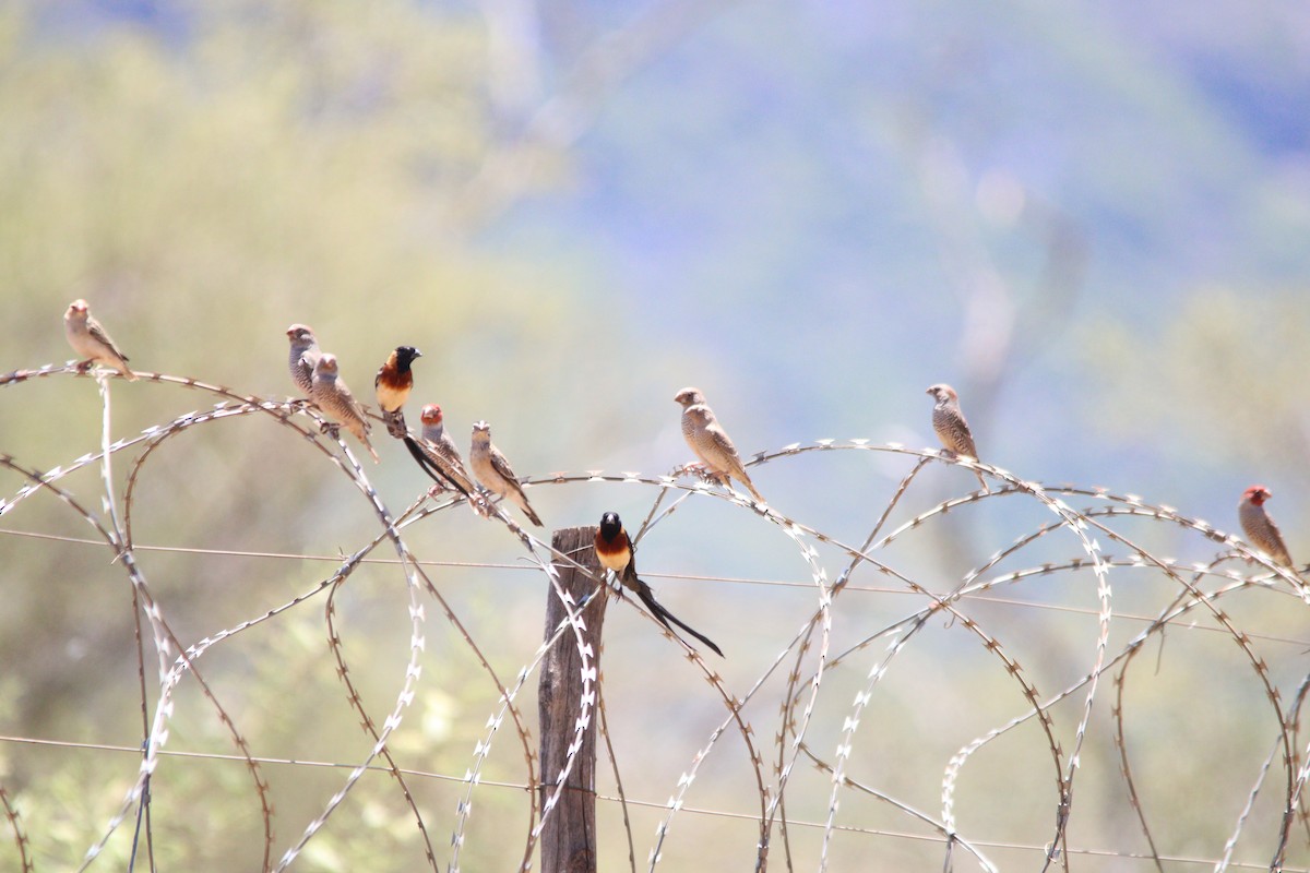 Вдовичка райська - ML644695136