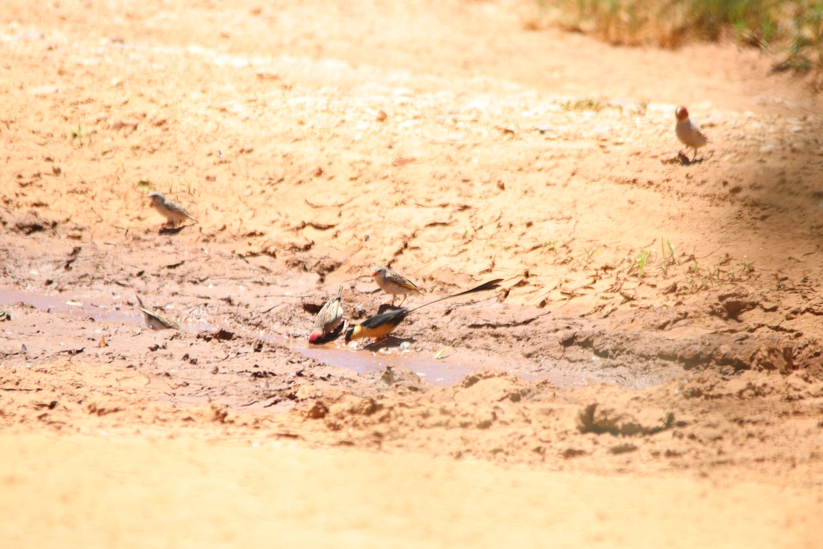 Shaft-tailed Whydah - ML644695137