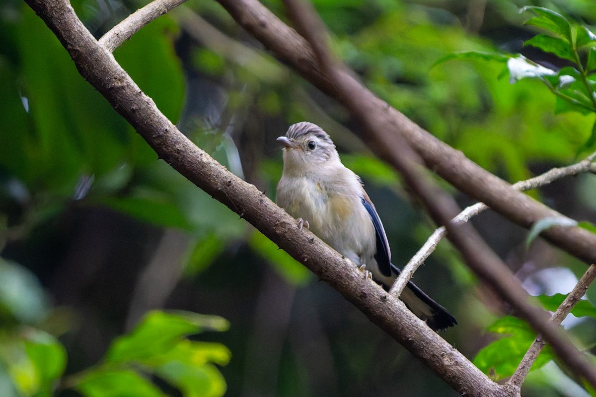 Blue-winged Minla - ML644695142