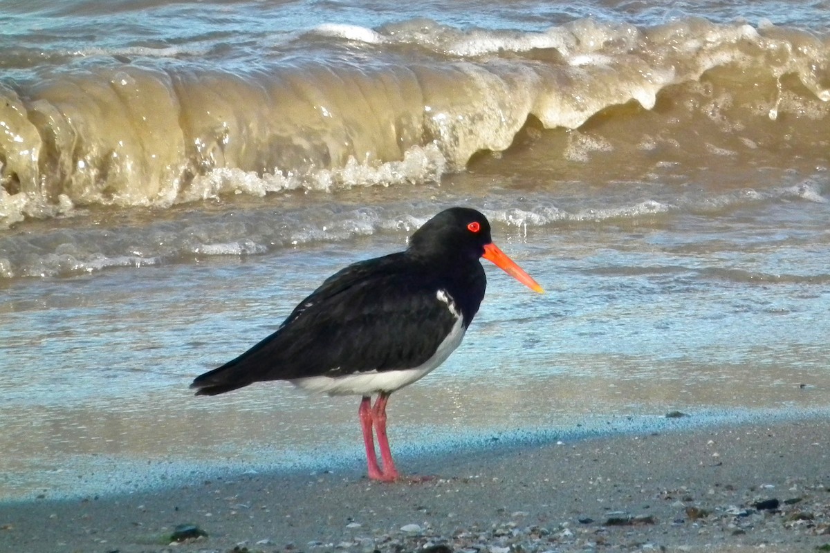 Pied Oystercatcher - ML644695150