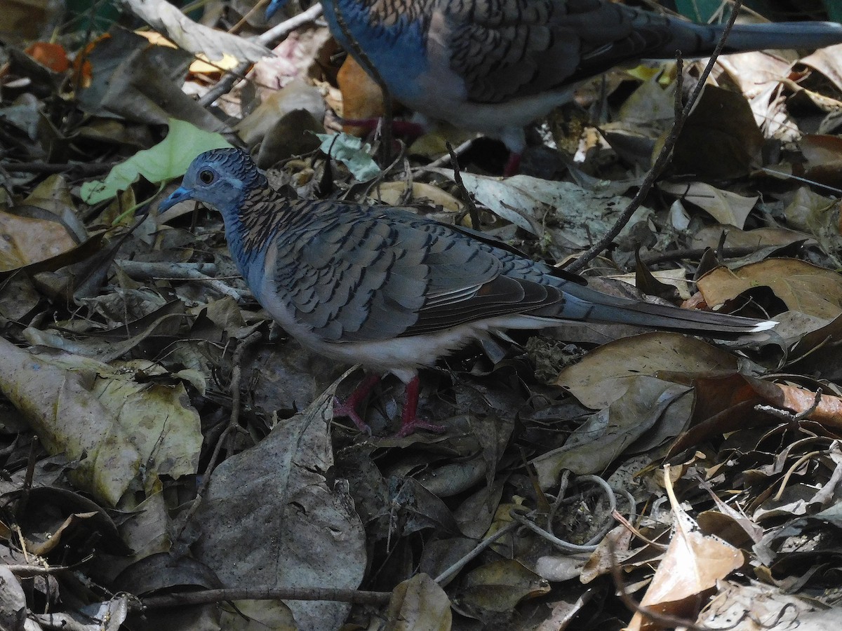 Горлиця бронзовошия - ML644695151