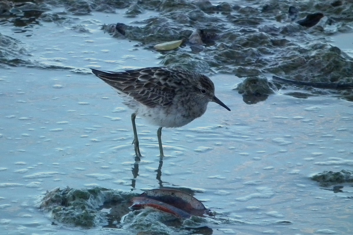 Побережник гострохвостий - ML644695153