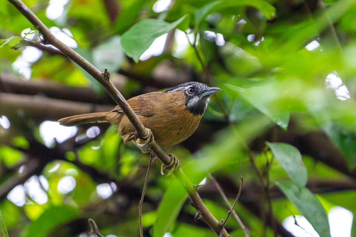 Суїмей вохристий - ML644695156