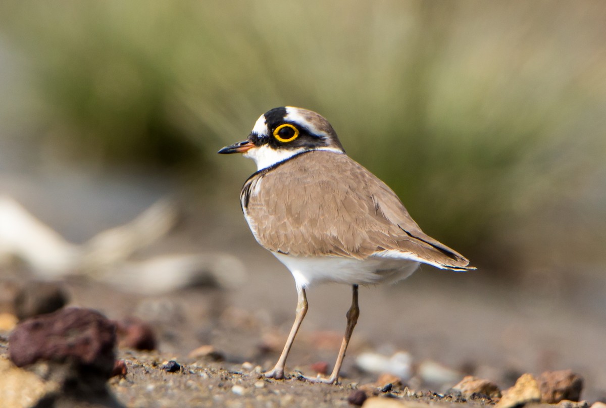 Пісочник малий - ML644695159