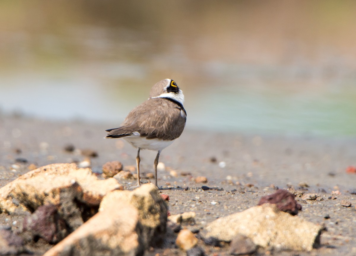 Пісочник малий - ML644695160