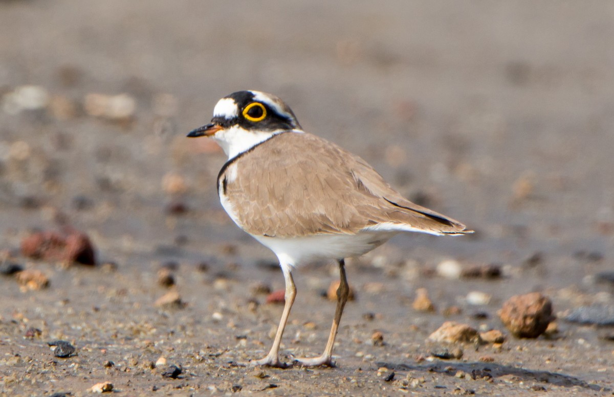 Пісочник малий - ML644695161