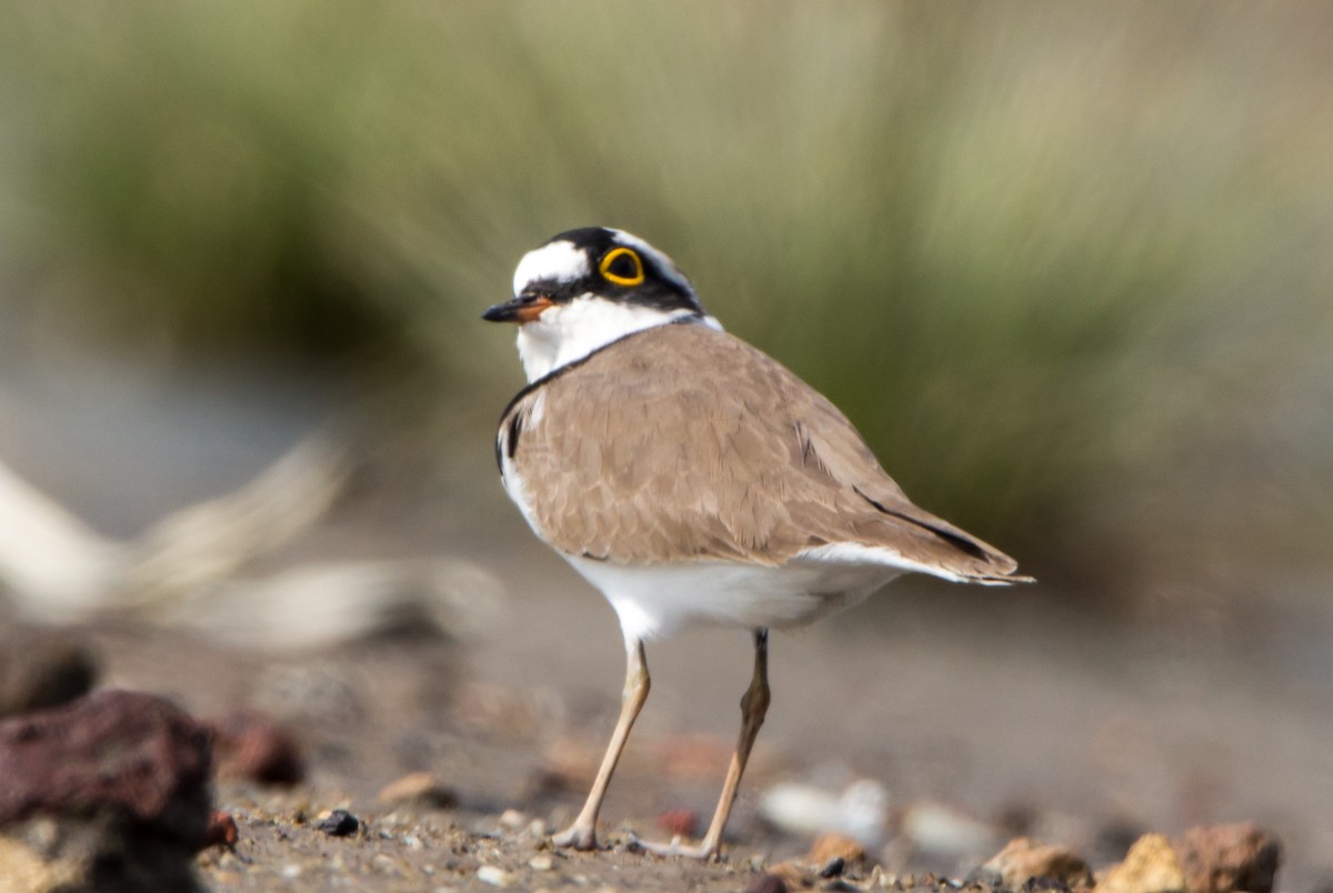 Пісочник малий - ML644695162