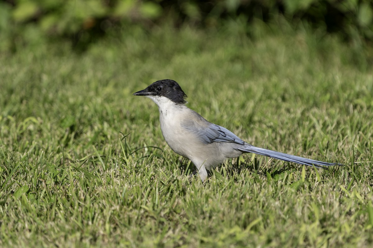 Сорока блакитна - ML644695163