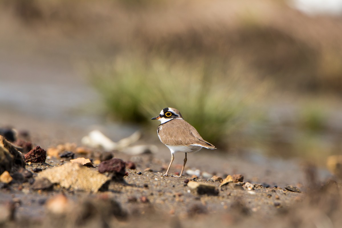 Пісочник малий - ML644695164
