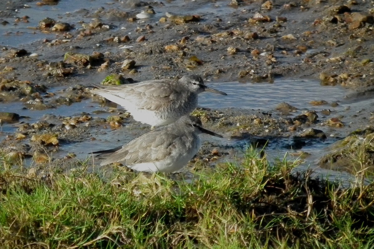 Коловодник попелястий - ML644695168