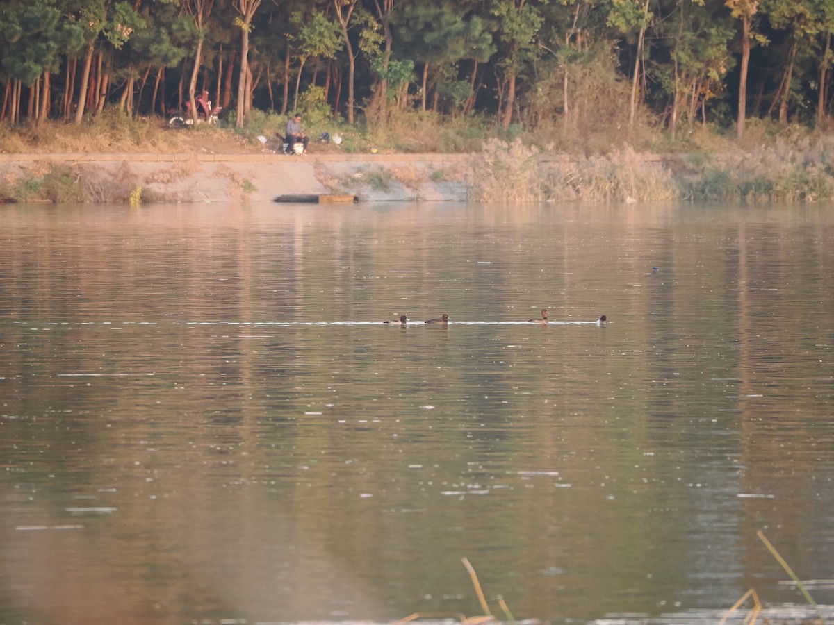 Чернь чубата - ML644695170