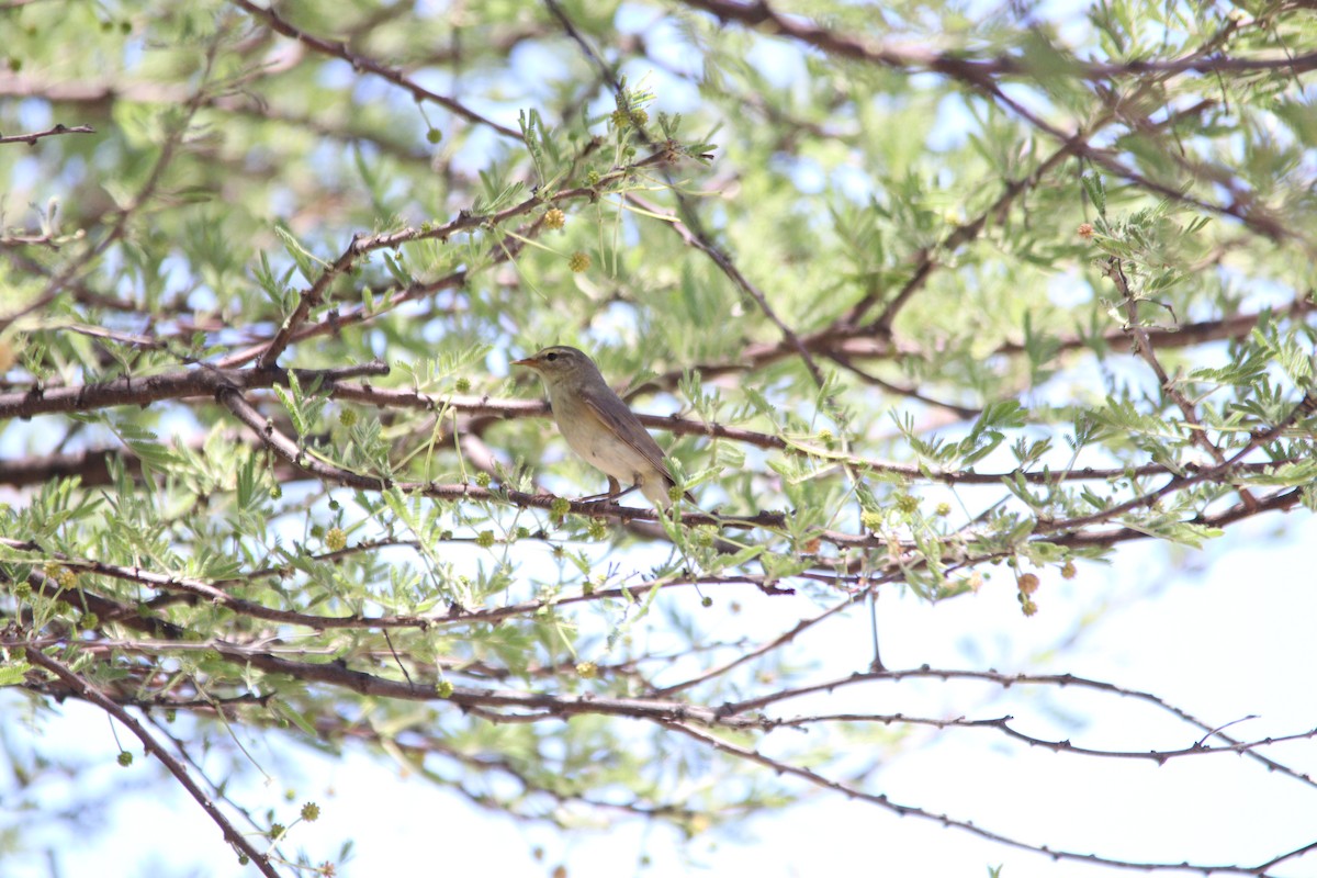 Pouillot fitis - ML644695171