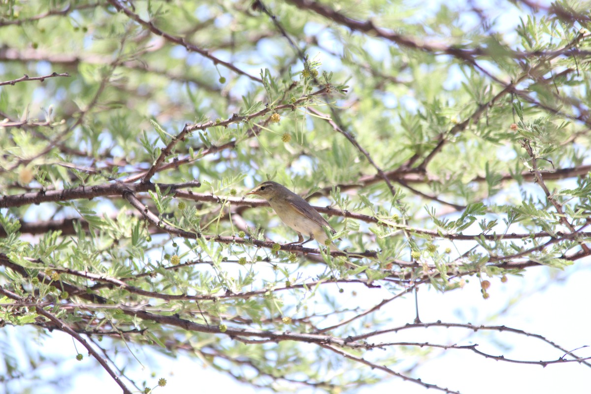 Pouillot fitis - ML644695172