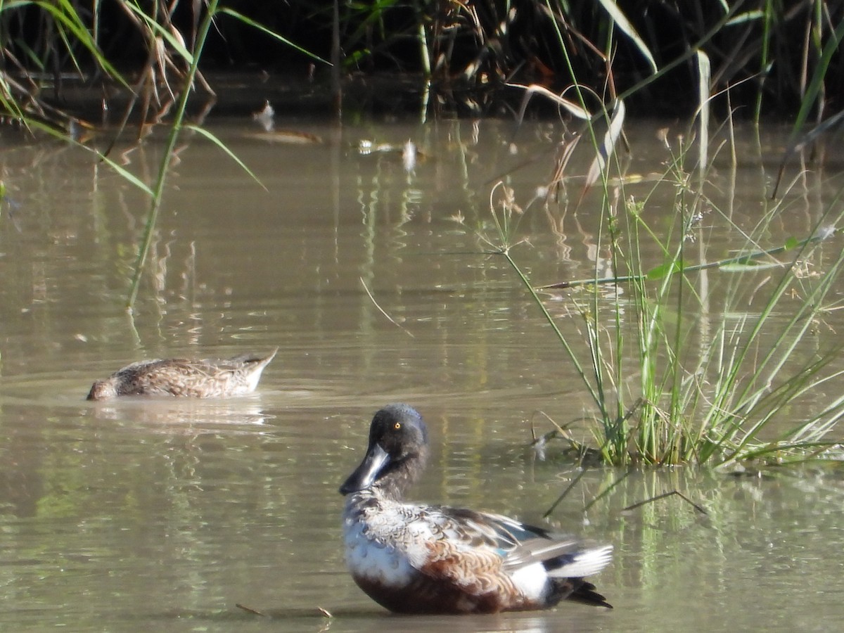 Широконіска північна - ML644695174