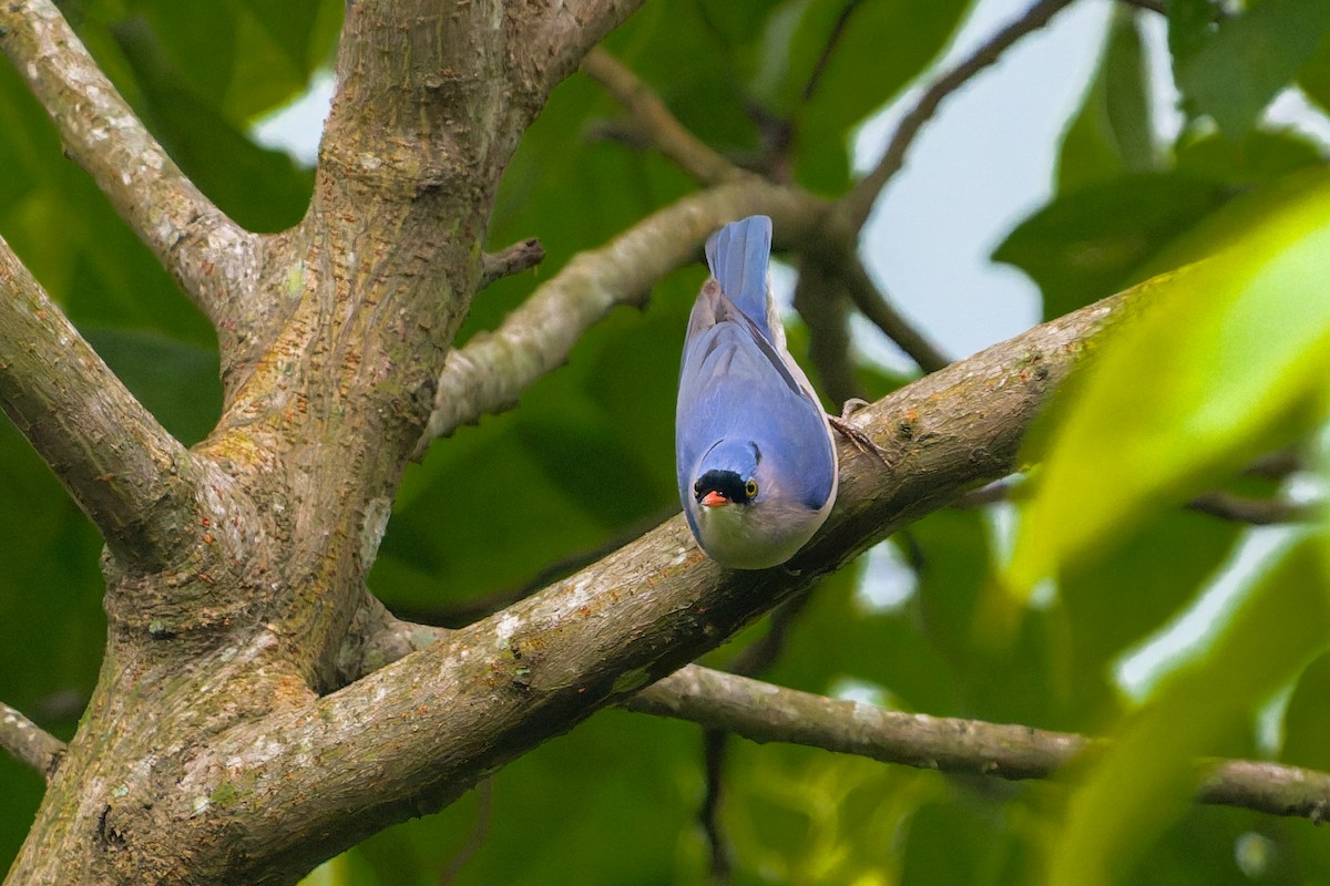 Повзик червонодзьобий - ML644695177