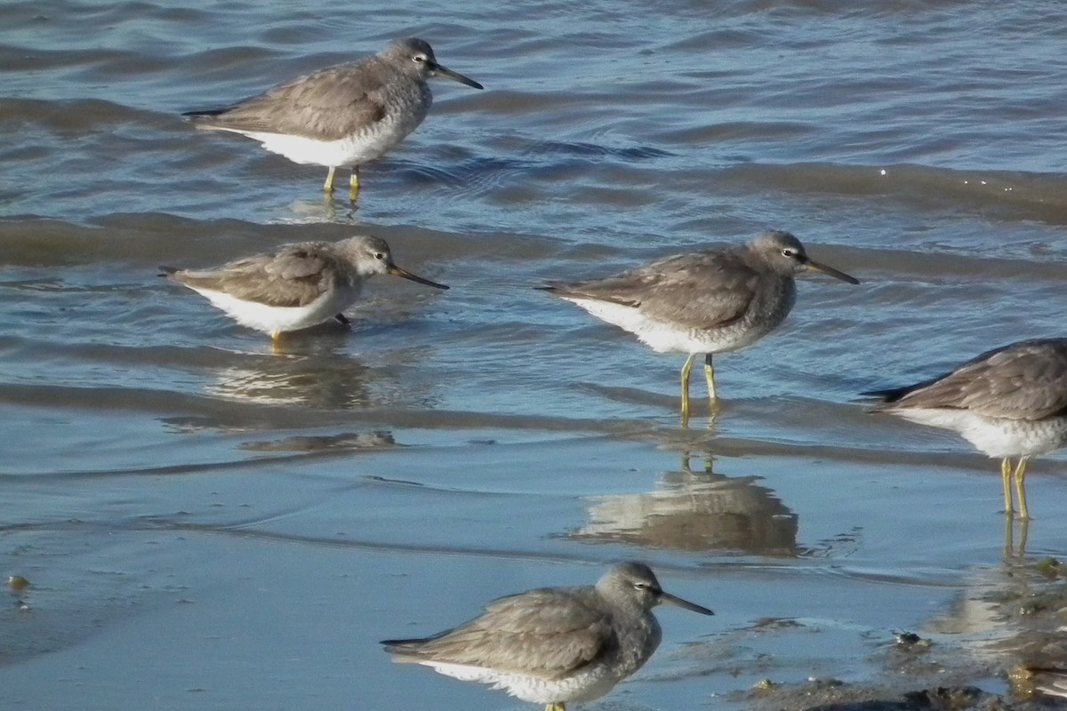 Мородунка - ML644695178