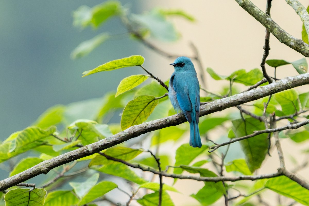 Мухоловка бірюзова - ML644695181