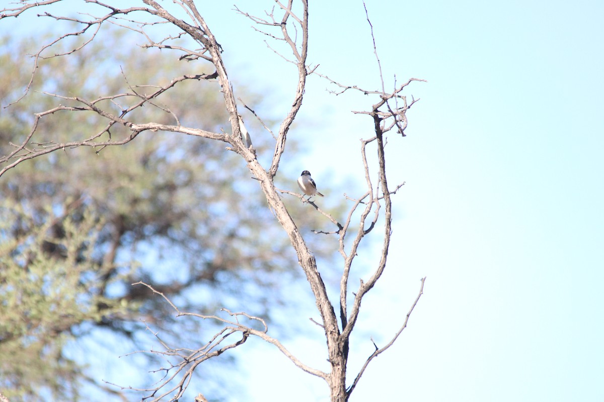 Lesser Gray Shrike - ML644695187