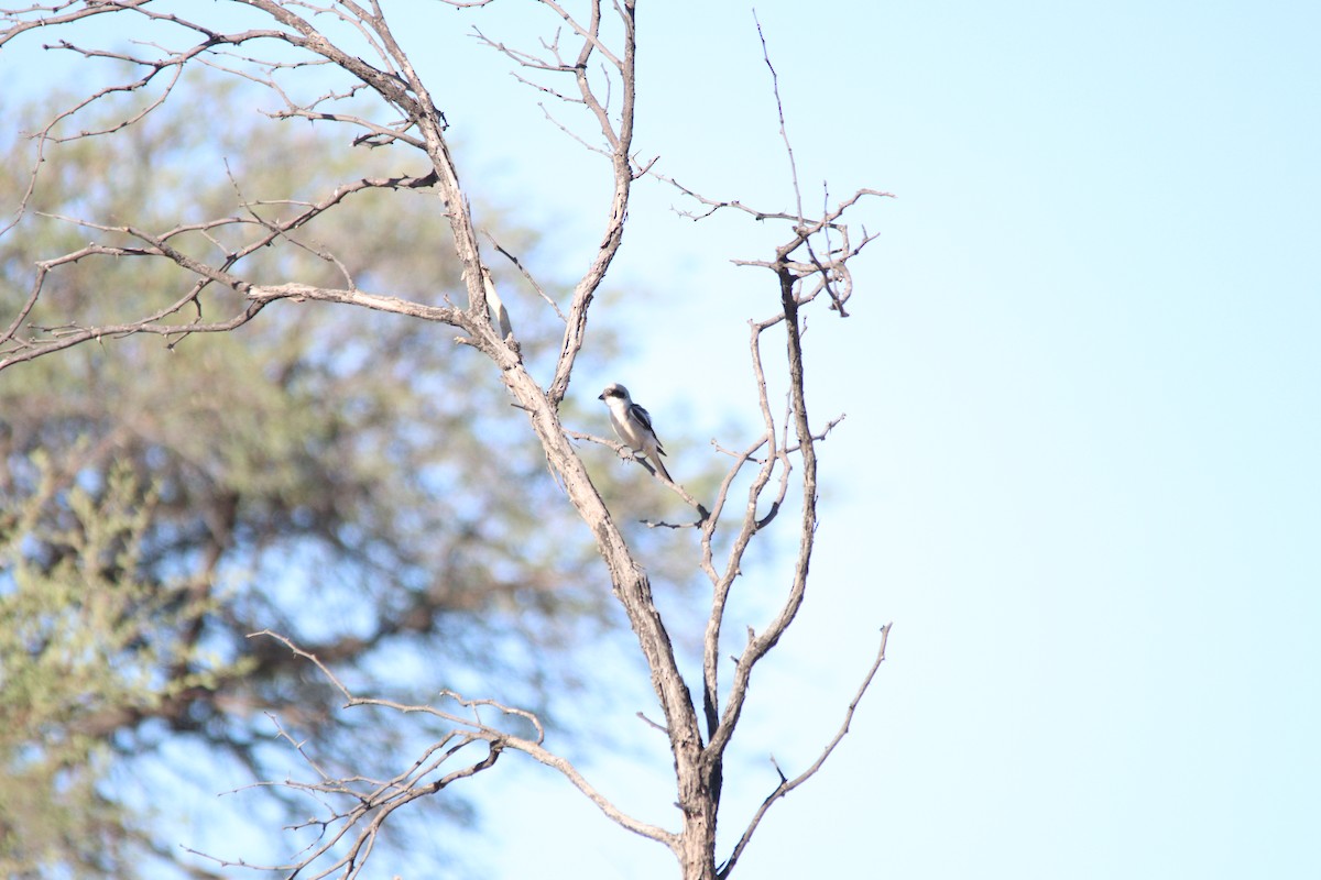 Lesser Gray Shrike - ML644695189
