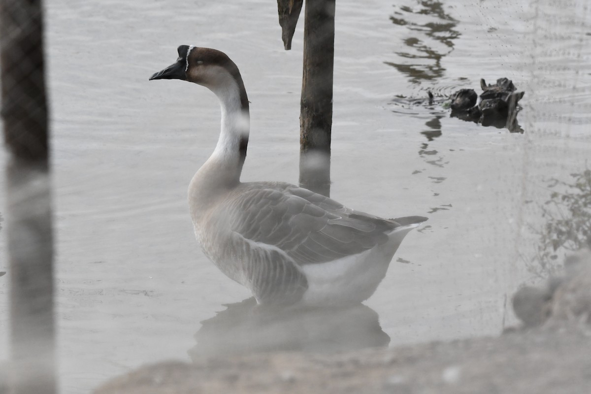 Ánsar Cisnal (variedad doméstica) - ML644695190