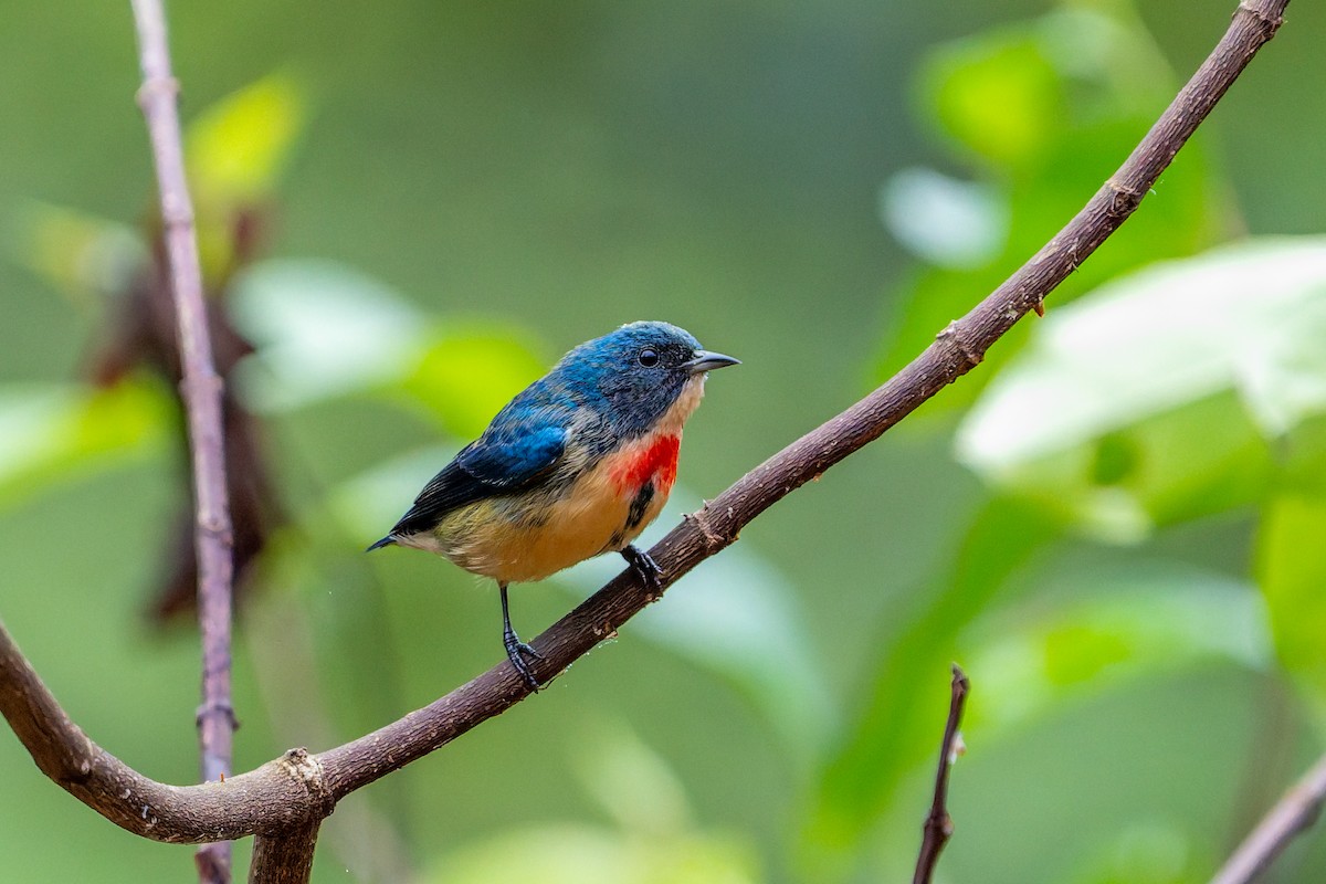 Fire-breasted Flowerpecker - ML644695191