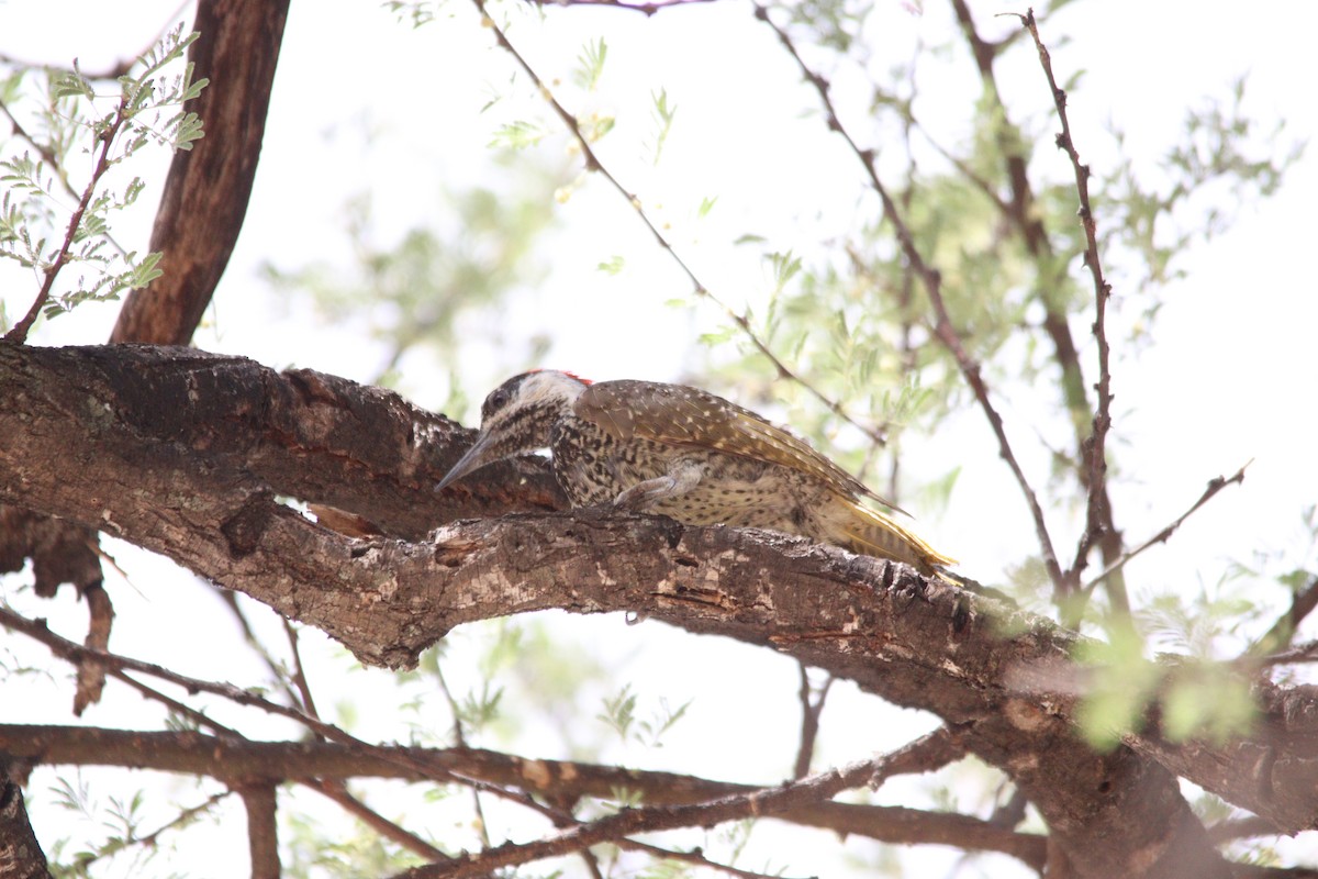Golden-tailed Woodpecker - ML644695194