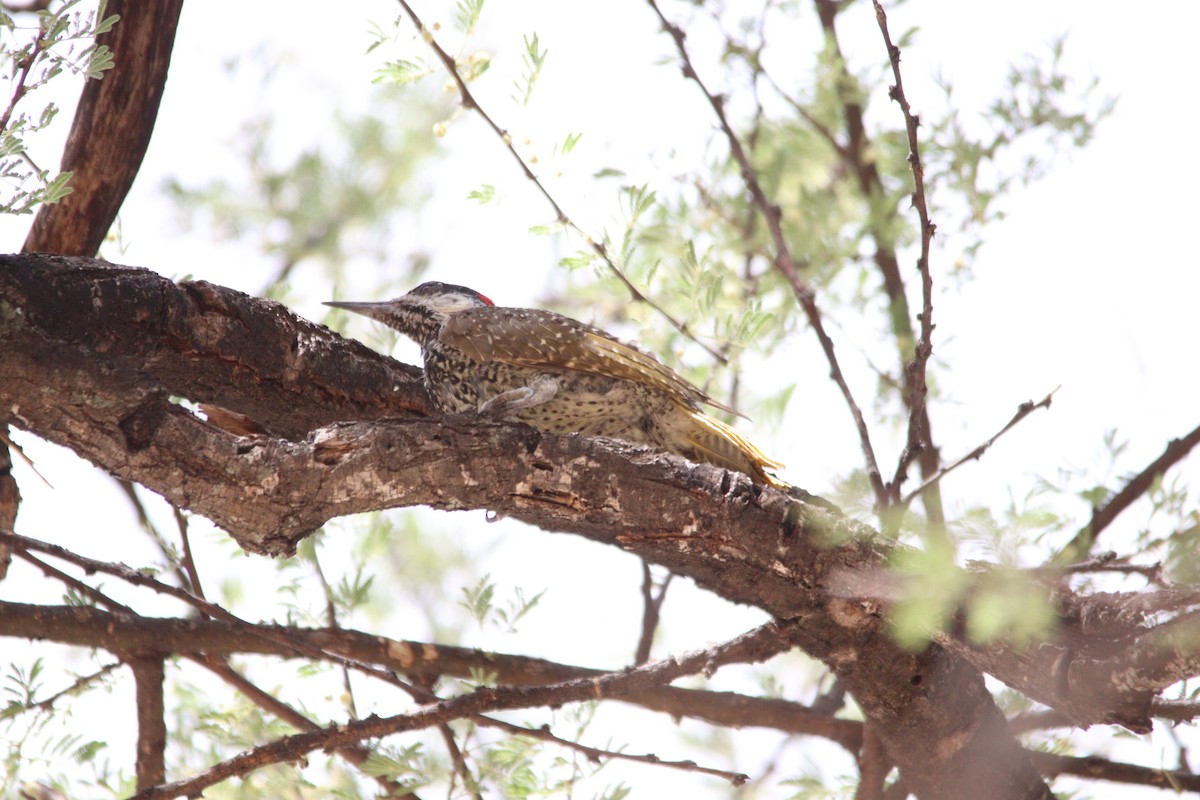 Golden-tailed Woodpecker - ML644695196