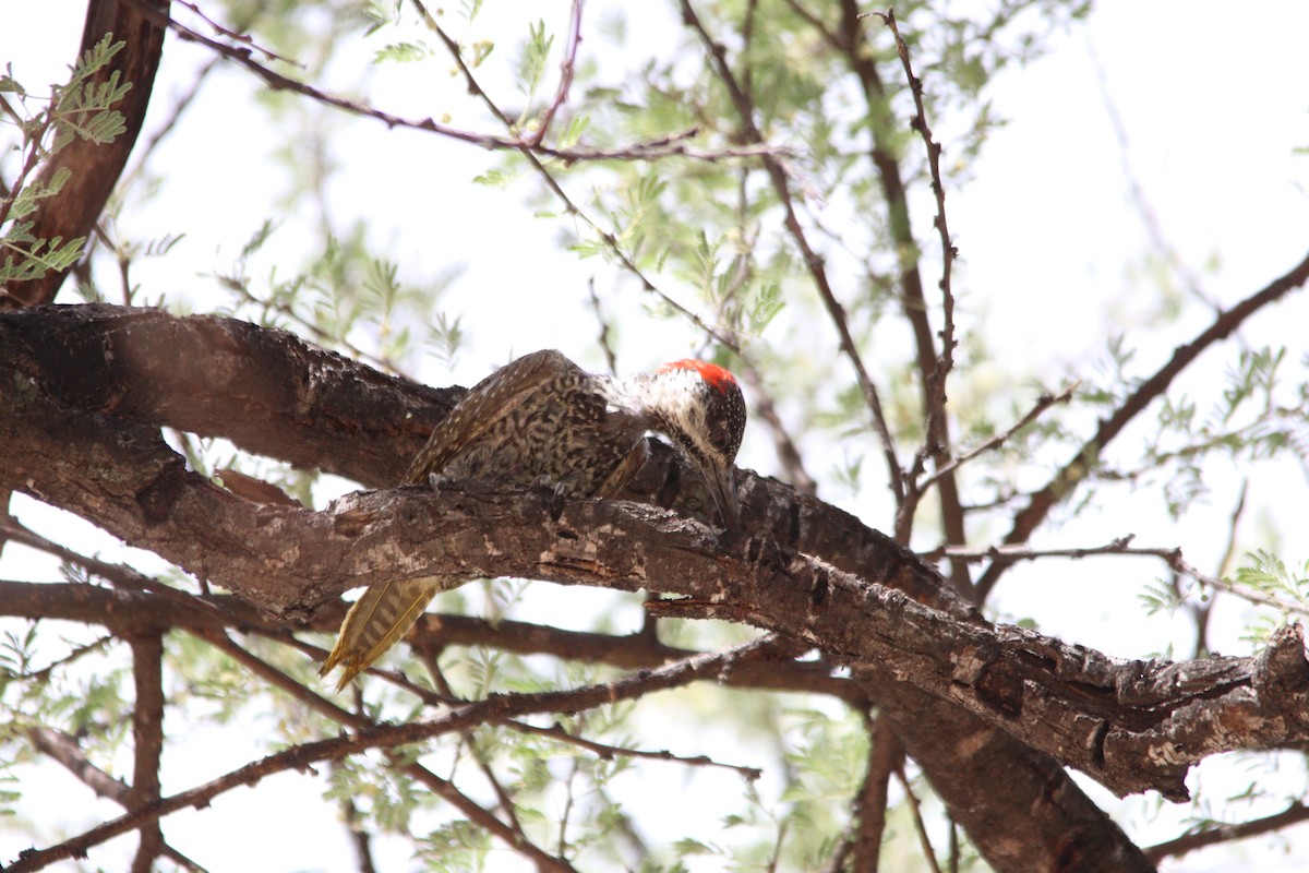 Golden-tailed Woodpecker - ML644695197
