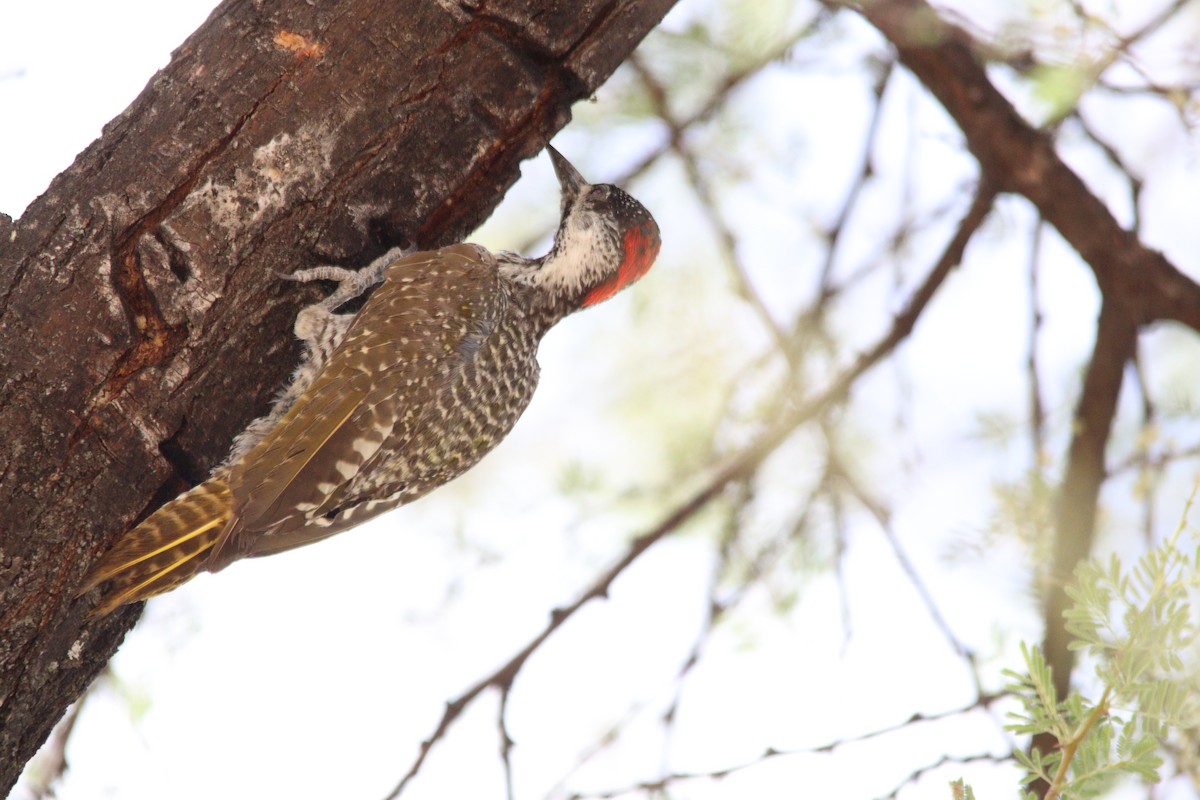 Golden-tailed Woodpecker - ML644695198