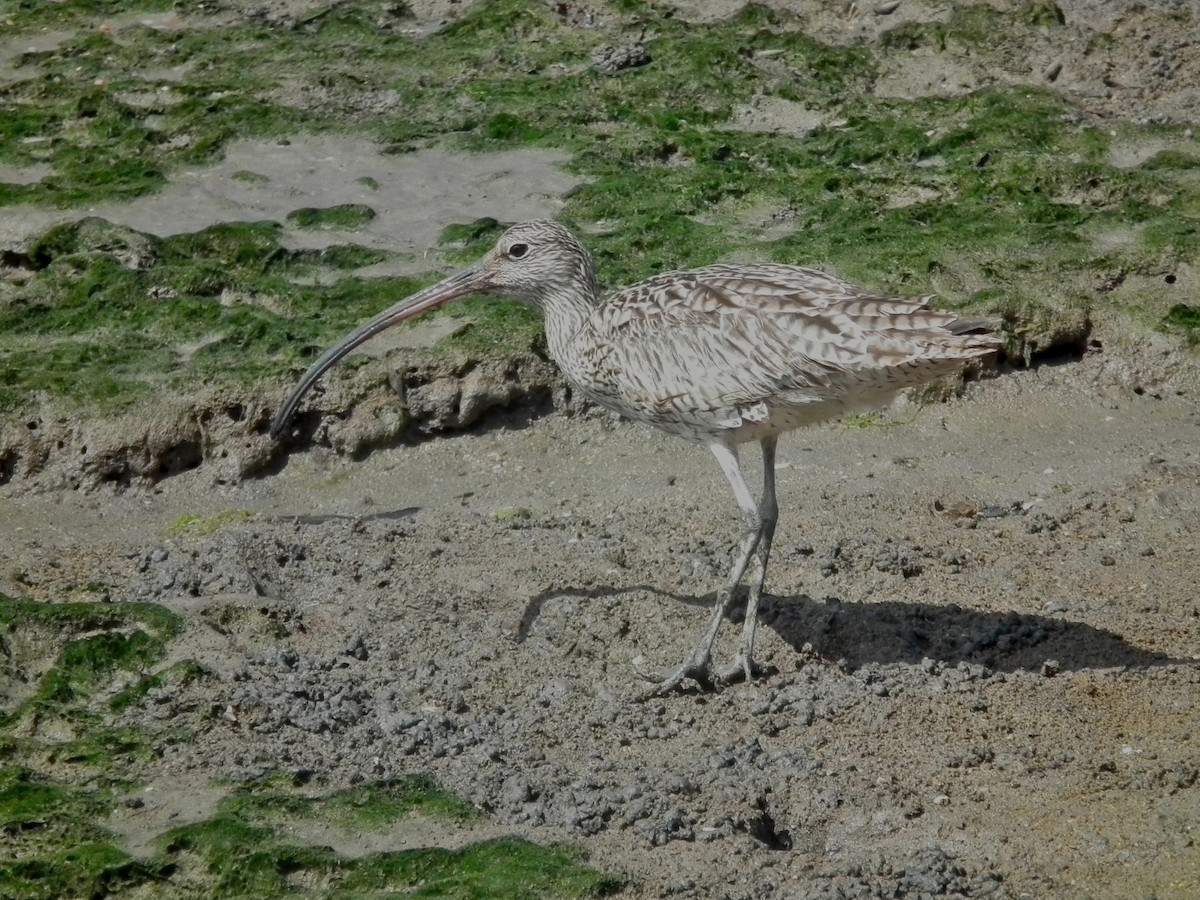 חרמשון מזרח רחוק - ML644695200